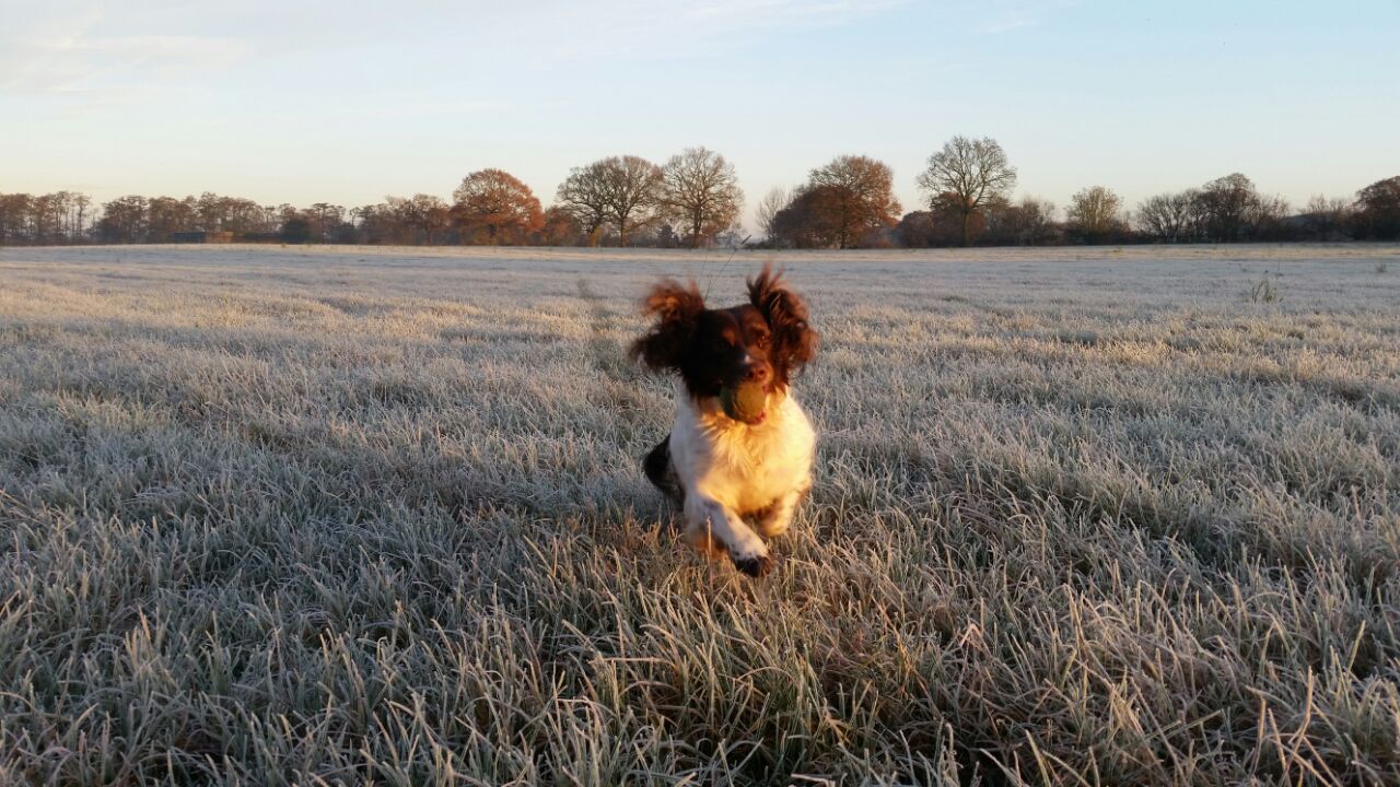 Dog Walking