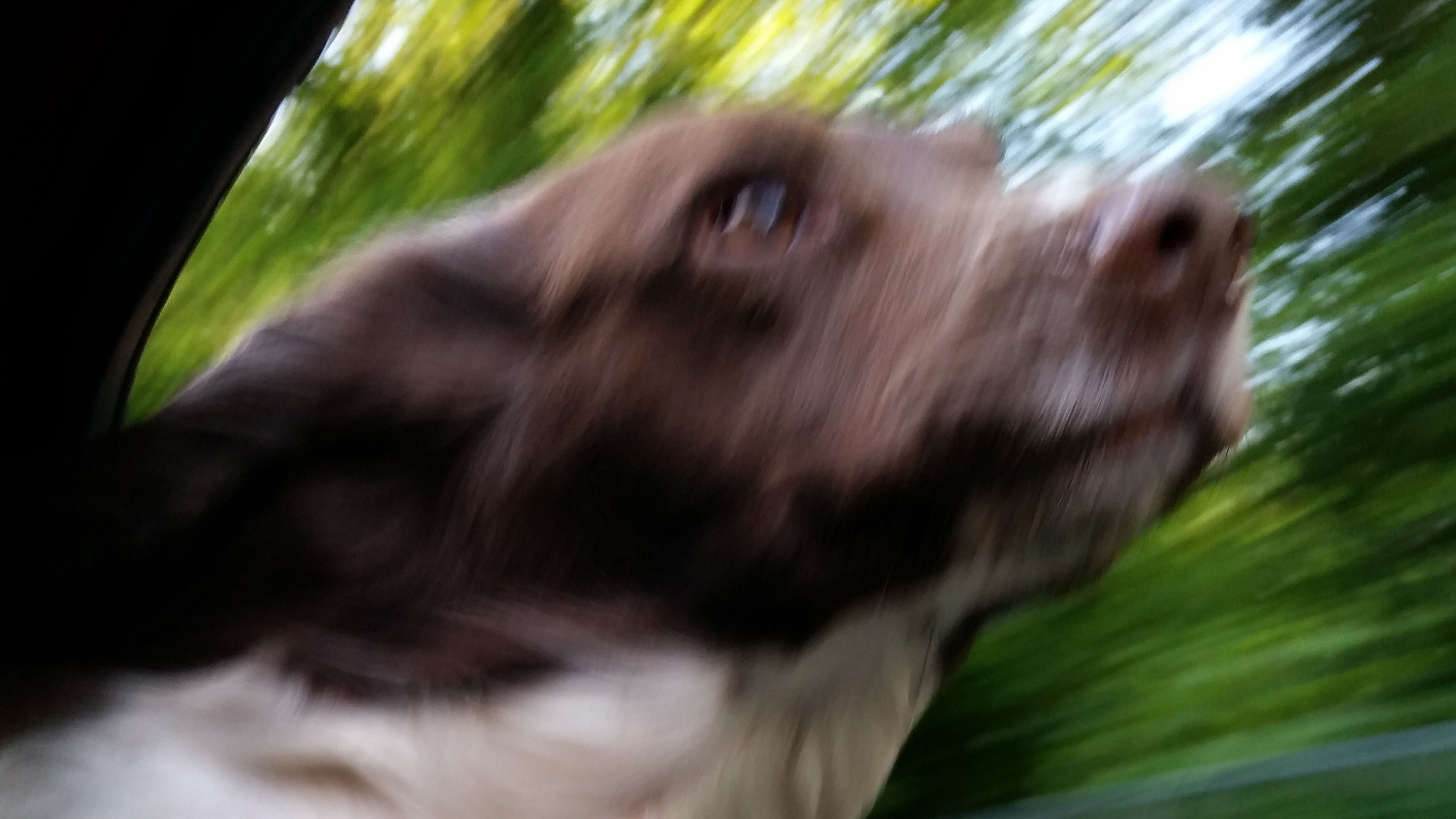 Pet Taxi