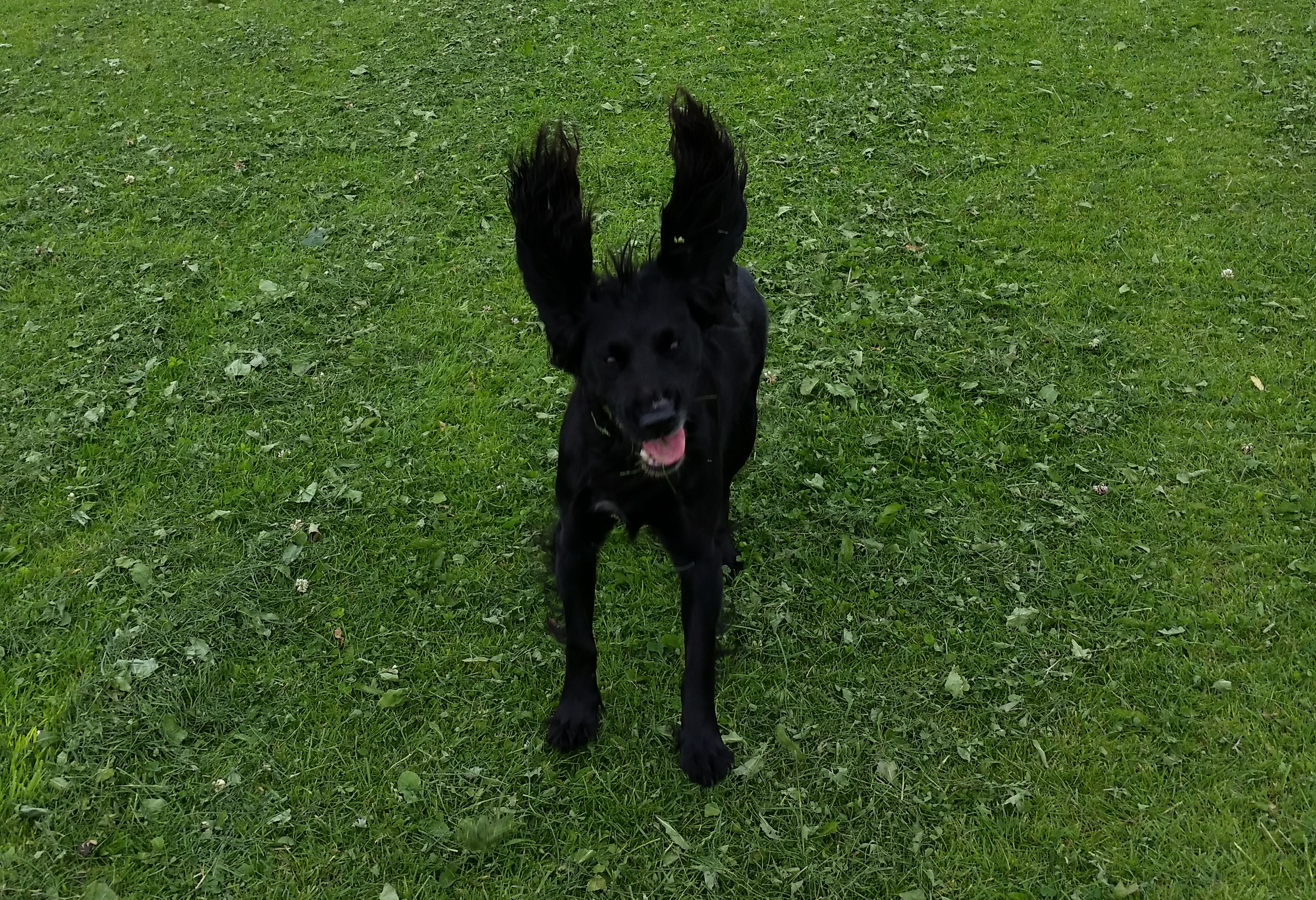 Gracie