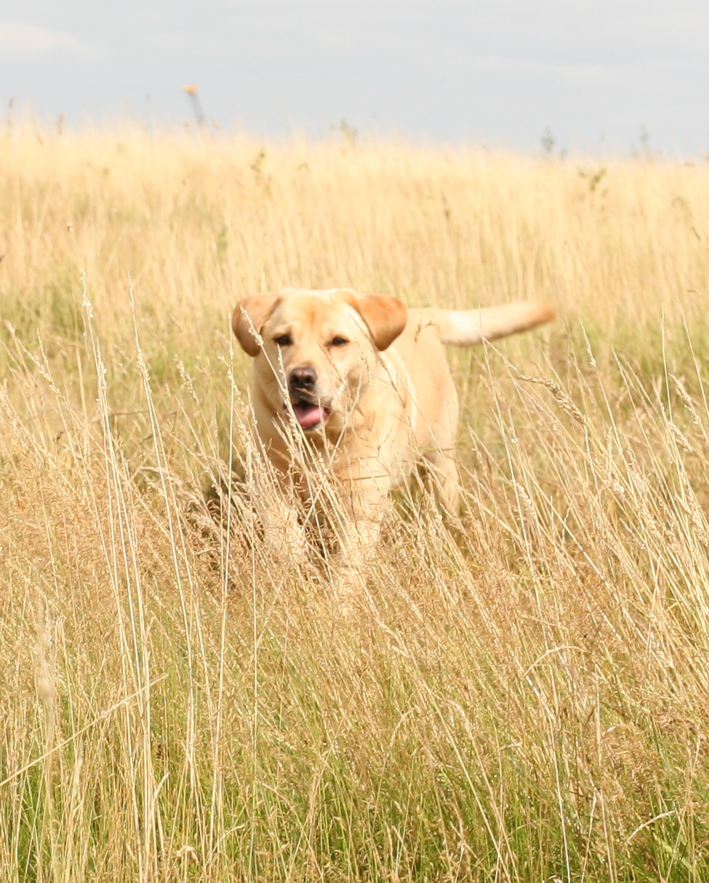 Toby